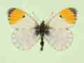 Anthocharis cardamines male (aberrant form ochracea) (Internet Image property of respective owner, non-commercial use only)